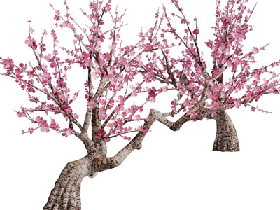 中式梅花花树