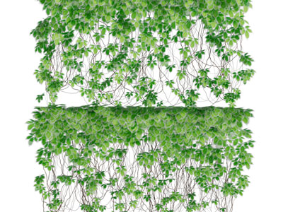 现代藤蔓植物