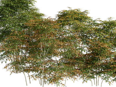 秋天的树