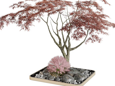 中式枫树花坛景观树木