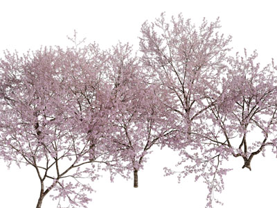现代花树