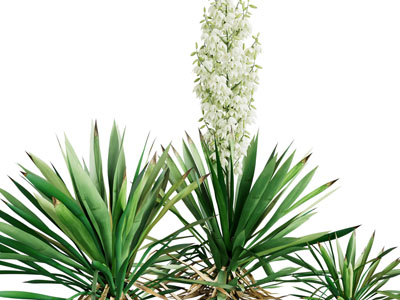 现代花草绿植