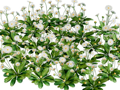 现代雏菊花草绿植