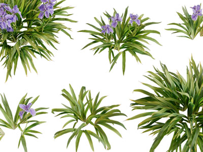 现代花草绿植