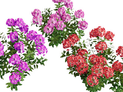 现代花草绿植