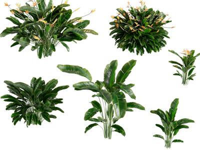 现代花草绿植