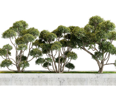现代花坛里的植物景观园艺小品
