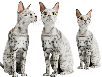 一只花猫