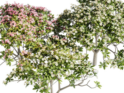 现代花树