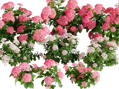 现代花草绿植