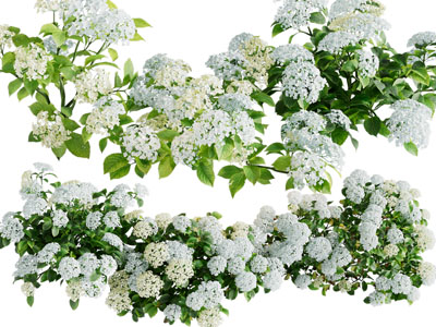 现代花草植物