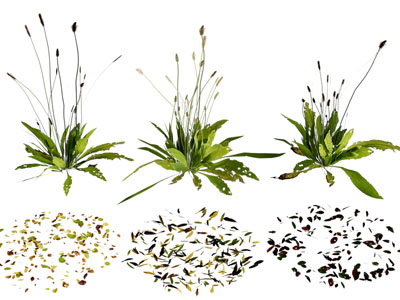现代花草绿植