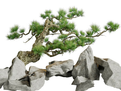 中式松树、石头景观园艺小品