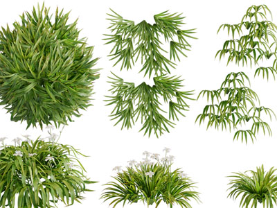 现代花草绿植