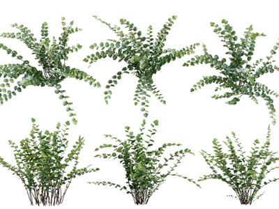 现代花草植物