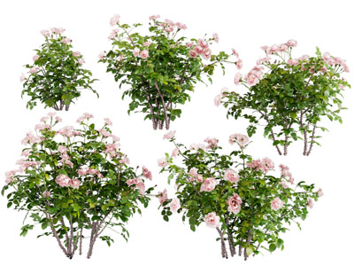 现代花草绿植