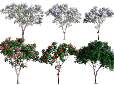 现代花树