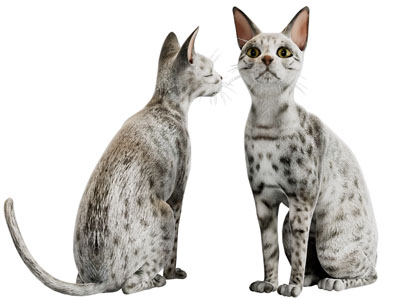 蹲着的猫