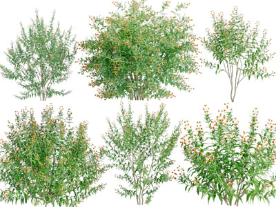 现代花草绿植