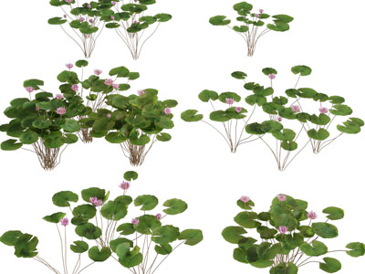 现代睡莲水生植物