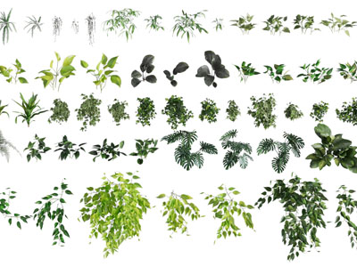 现代花草植物