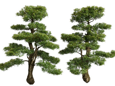 现代松树