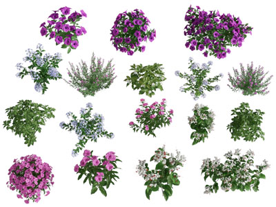 现代花草丛
