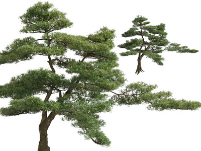 现代松树