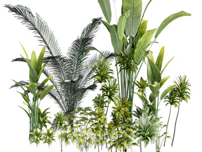 现代花草植物