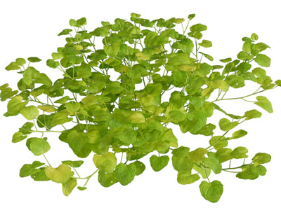 现代花草植物