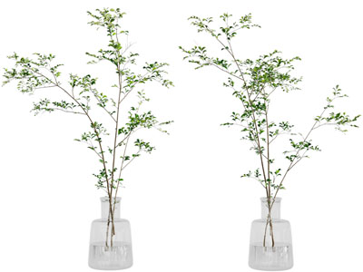 现代玻璃花瓶树枝