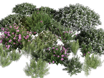 现代花草花卉植物