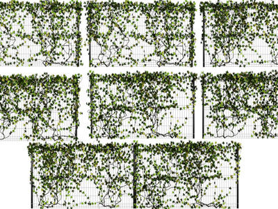 现代植物墙、藤蔓植物