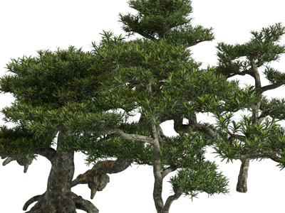 现代松树