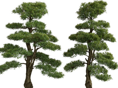 现代松树