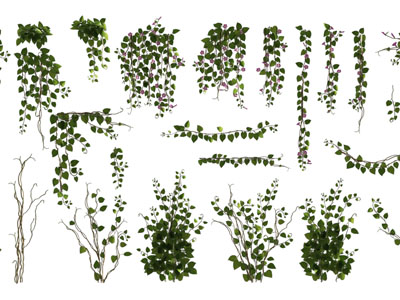 现代藤蔓植物