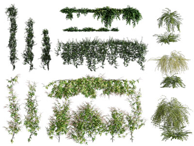 现代藤蔓植物、花草