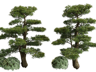 现代松树