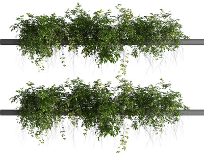 现代藤蔓植物