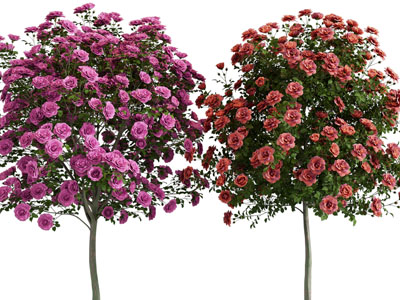 现代玫瑰花树