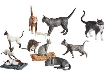 现代宠物猫 爬行动物