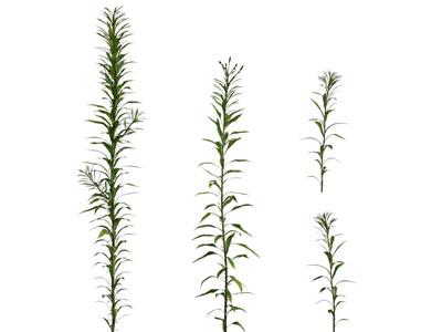 现代花草植物