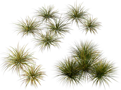 现代花草植物