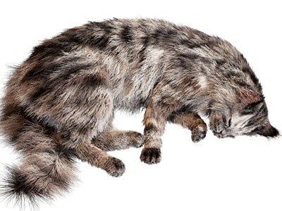 现代睡觉得猫 宠物