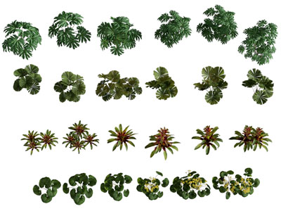 现代花草植物绿植