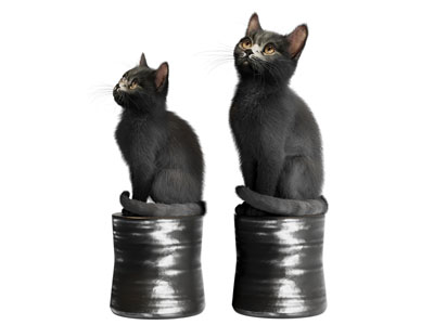 现代黑色宠物猫