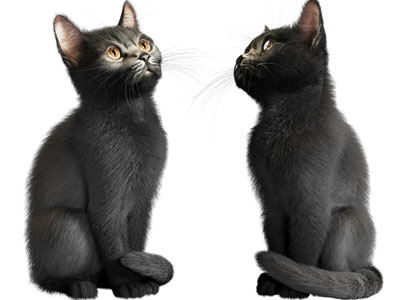 现代宠物猫
