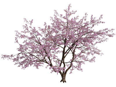 现代花树