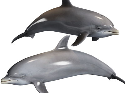 现代海豚 海洋水生生物