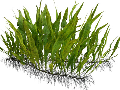 现代花草植物